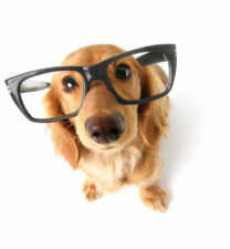 chien à lunettes